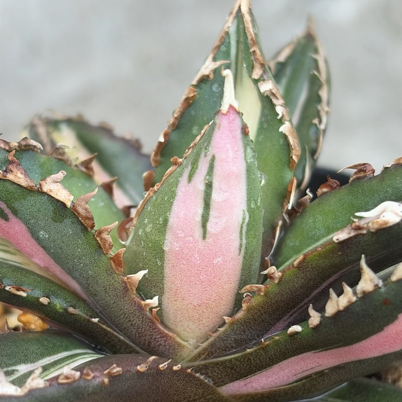 アガベ チタノタ 狼人錦 中斑錦 Agave titanota were wolf White