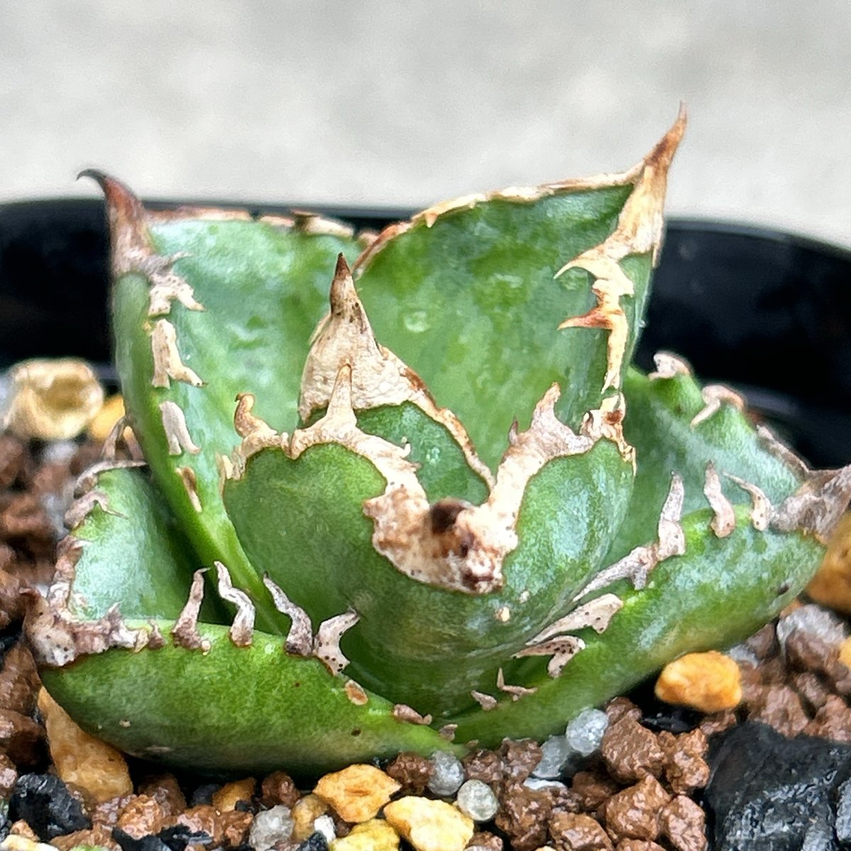 アガベチタノタ白豪棘 agave titanota White Fierce Spines鉢付