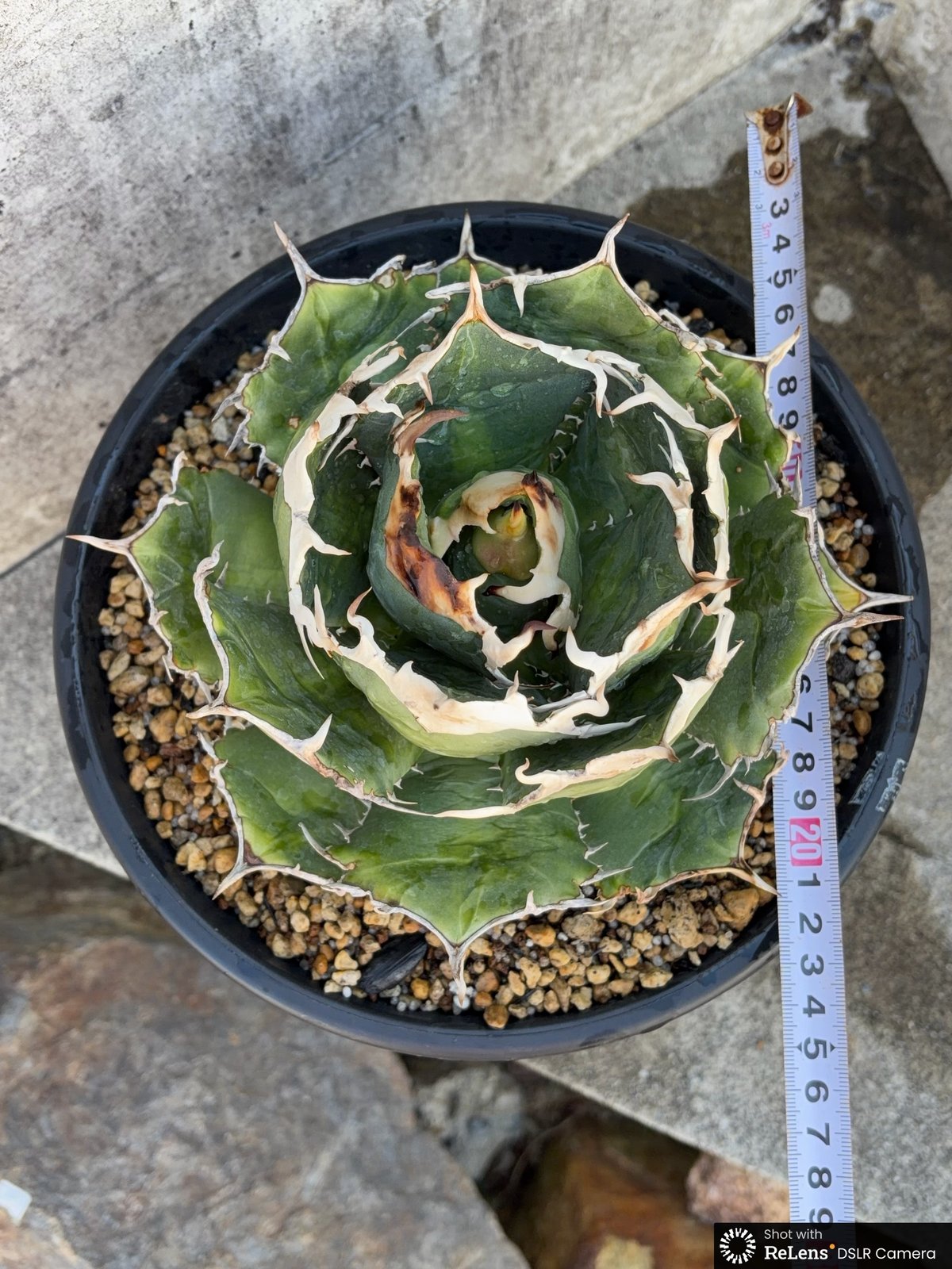 アガベ オテロイ オアハカ 現地球株 Agave oteroi “Oaxaca” field-