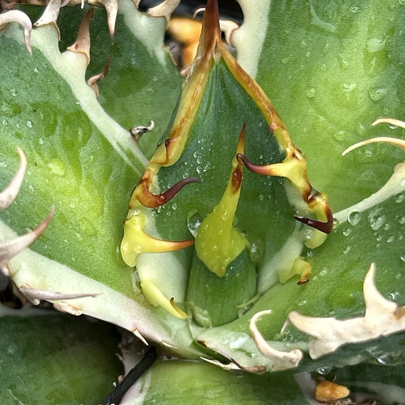 アガベ チタノタ レッドキャットウィーズル錦 地獄猫 赤猫錦 白覆輪斑