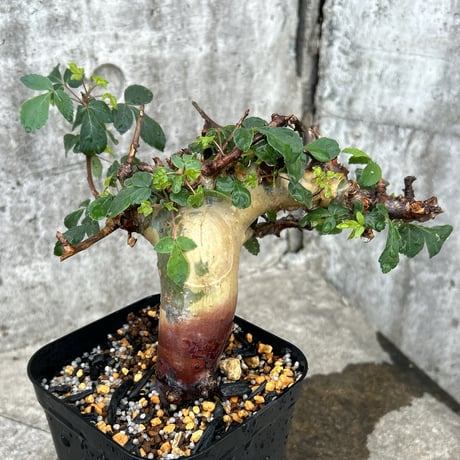 コミフォラ | STORES