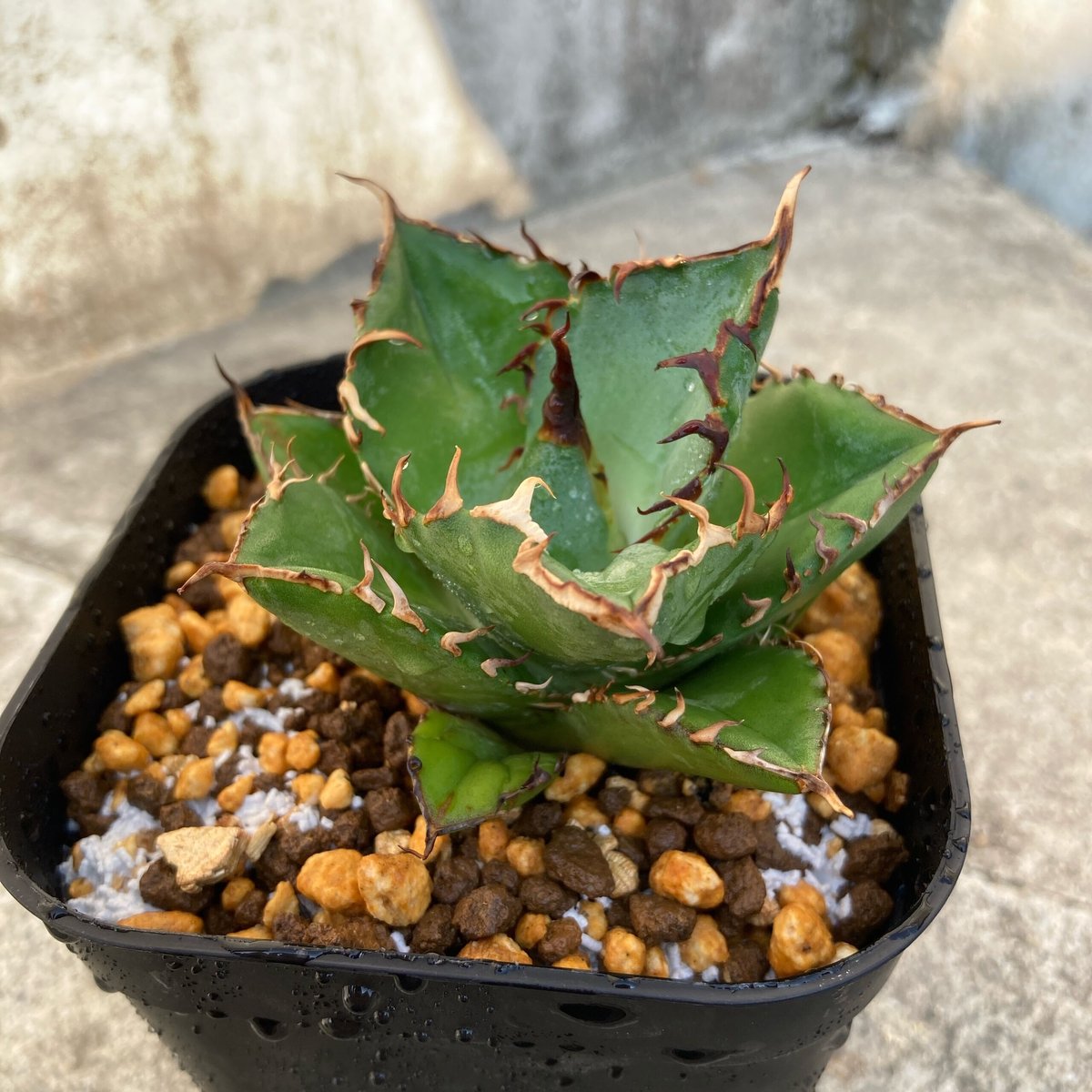 多肉植物 アガベ チタノタ 強刺覇王竜 厳選株 子株 30株