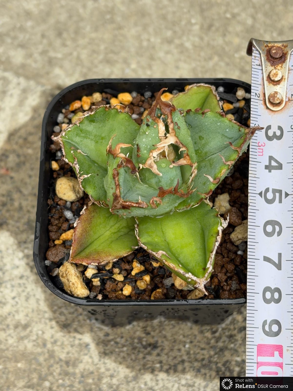 アガベチタノタ蚩尤 Agave titanota chiyou 鉢付き発送 | black
