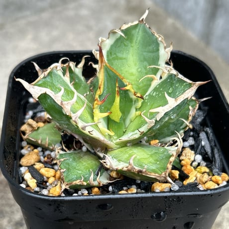 早い者勝ち！アガベチタノタ　オテロイ　赤猫　超ミニボール　23 早い者勝ち！アガベチタノタ オテロイ 赤猫 超ミニボール 23