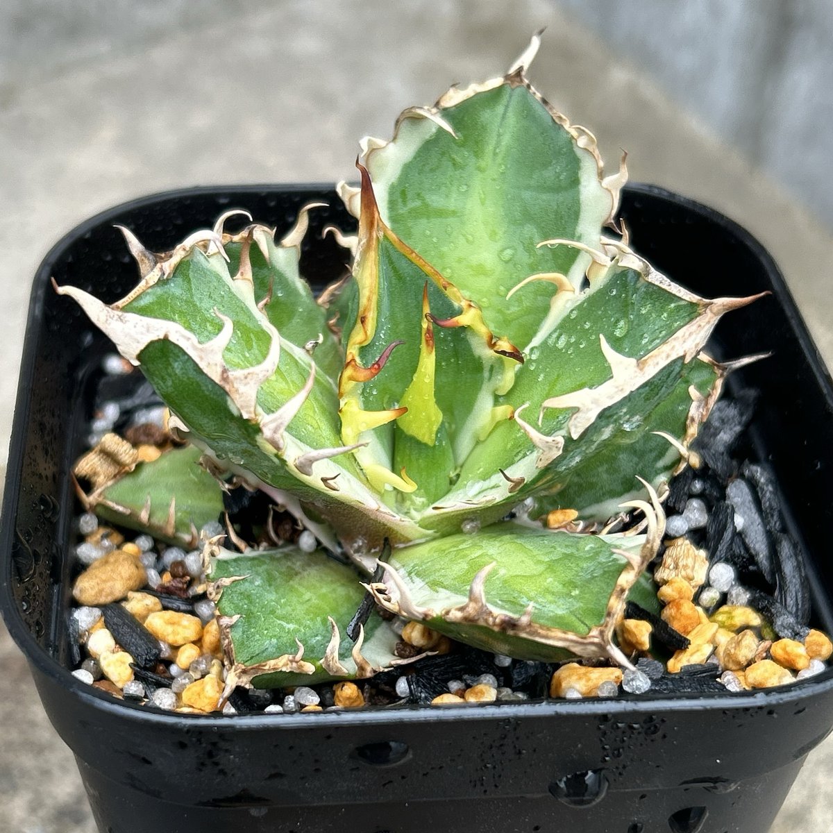 682【上澳園芸】アガベ チタノタ レッドキャッ 赤猫錦 白覆輪斑 アガベ チタノタ レッドキャットウィーズル錦 地獄猫 赤猫錦 白覆輪斑