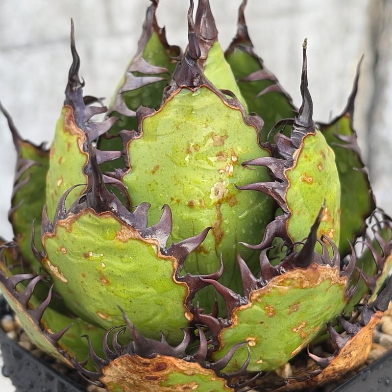 アガベ ホリダ Agave horrida 鉢付き発送 | blackmonster pla