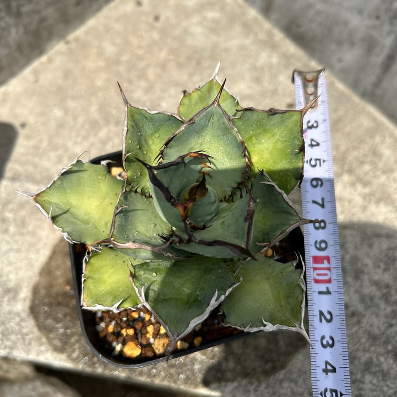 アガベ チタノタ 龍牙 agave titanota dragon fang 鉢付き発送 |