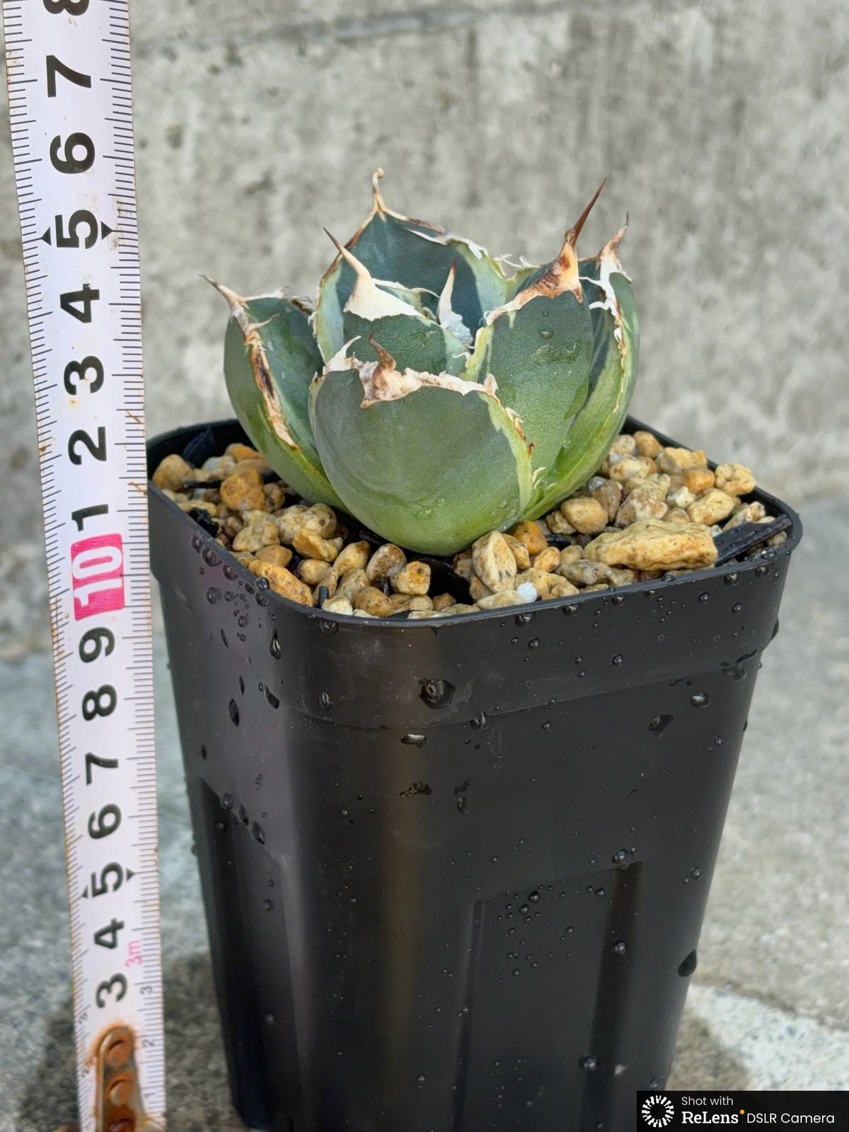 アガベ チタノタ 南アフリカダイヤモンド錦 白覆輪錦 Agave titanota