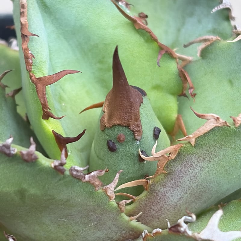 アガベ チタノタ 星空 Agave titanota starry sky 鉢付き発送 |