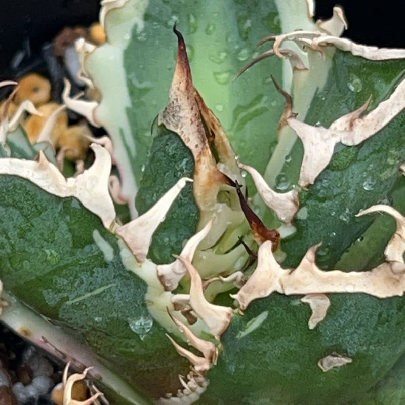 ◤アガベ　チタノタ　レッドキャットウィーズル錦　覆輪斑◢ ◤アガベ チタノタ レッドキャットウィーズル錦 覆輪斑◢ アガベ