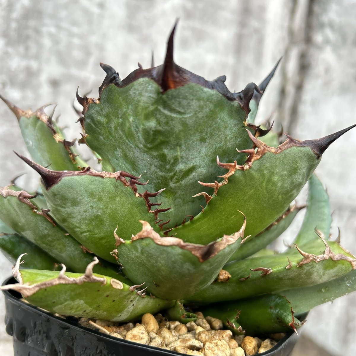 アガベ チタノタ 龍牙 agave titanota dragon fang 子株3株付き鉢付