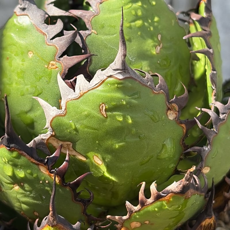 アガベ ホリダ Agave horrida 鉢付き発送 | blackmonster pla