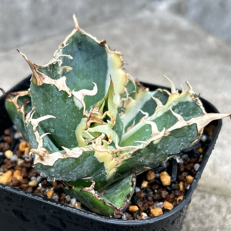 アガベ　白鯨　スーパー白鯨 アガベ チタノタ スーパー白鯨 | hanayoshi-botanical