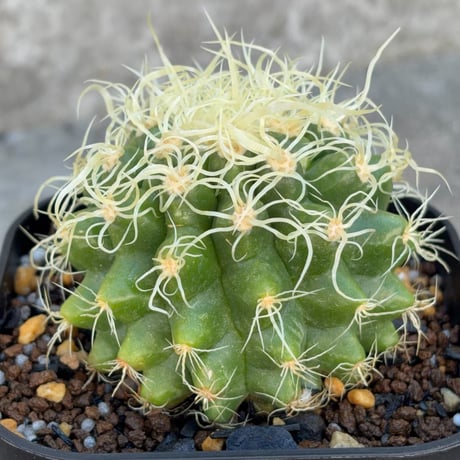 サボテン  電棘金鯱 キンシャチEchinocactus grusonii “Golden Barrel Cactus”鉢付き発送