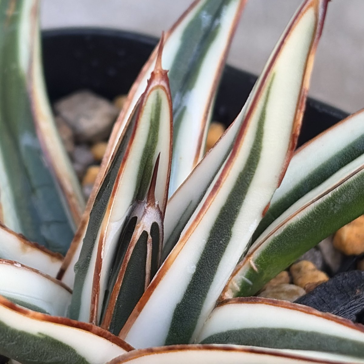 アガベ 笹の雪 氷山 白覆輪種 Agave victoriae-reginae 'Hyouza