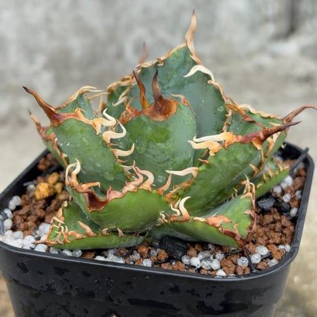 アガベオテロイオアハカ Agave oteroi “Oaxaca”鉢付き発送
