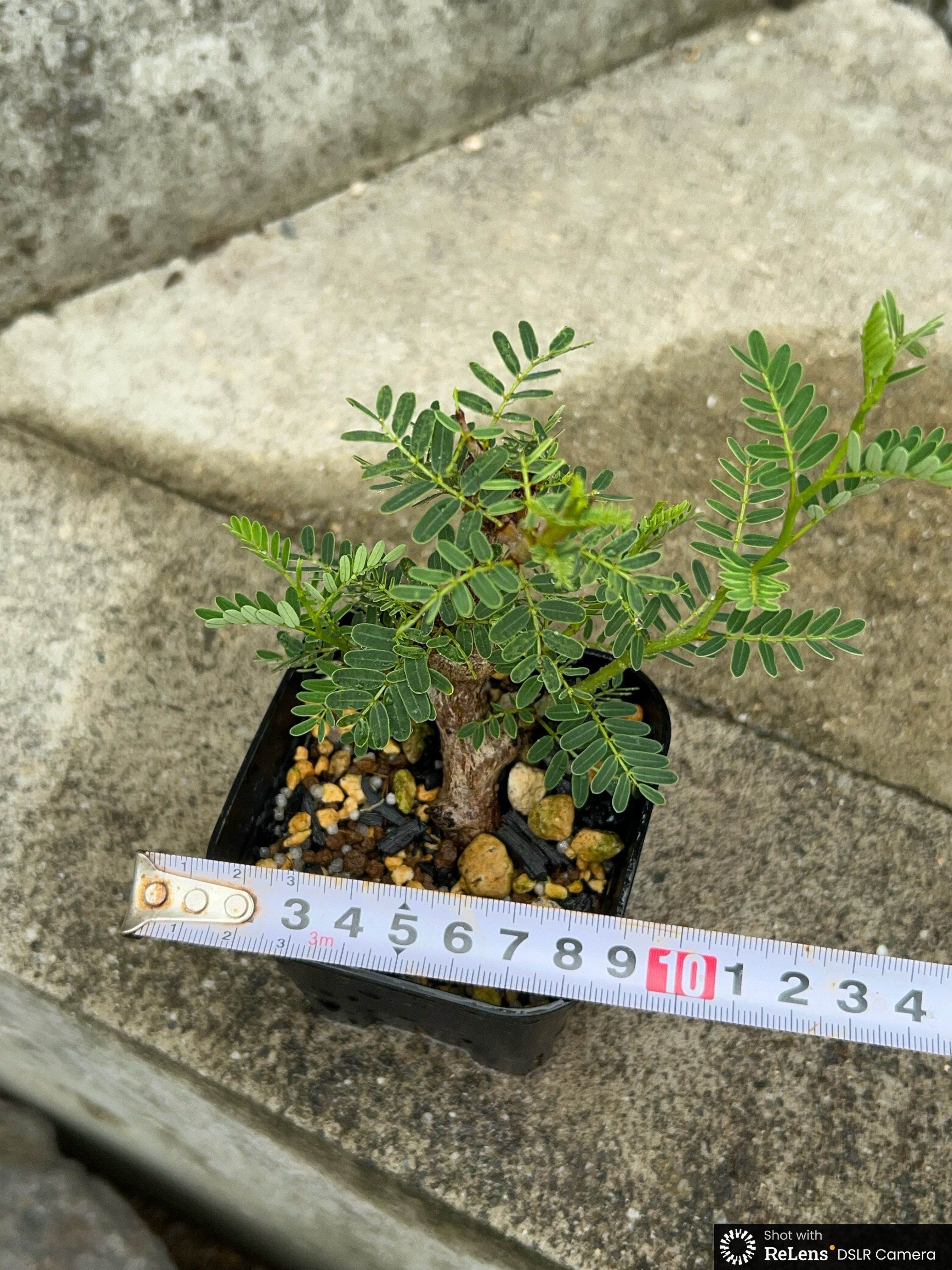 BMP産）センナメリディオナリス 鉢付き発送 | blackmonster plants