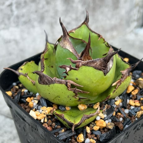 オアハカ | STORES