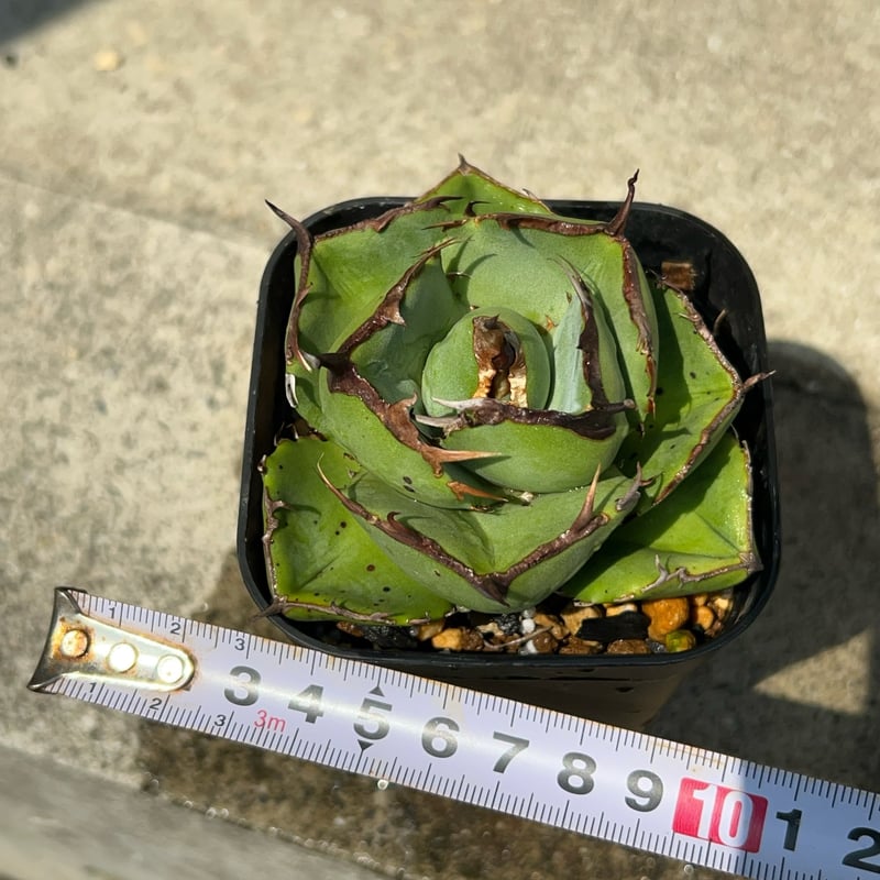 アガベ ジャガーノート 純血 鉢付き発送 | blackmonster plants