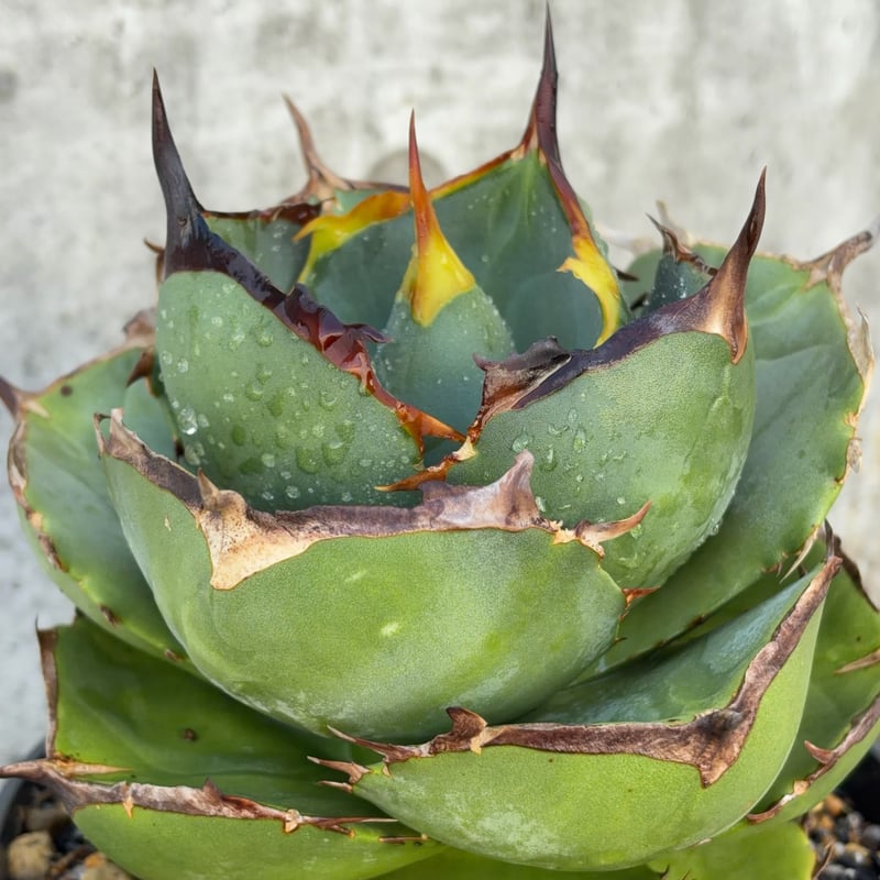 アガベ ジャガーノート 純血 鉢付き発送 | blackmonster plants
