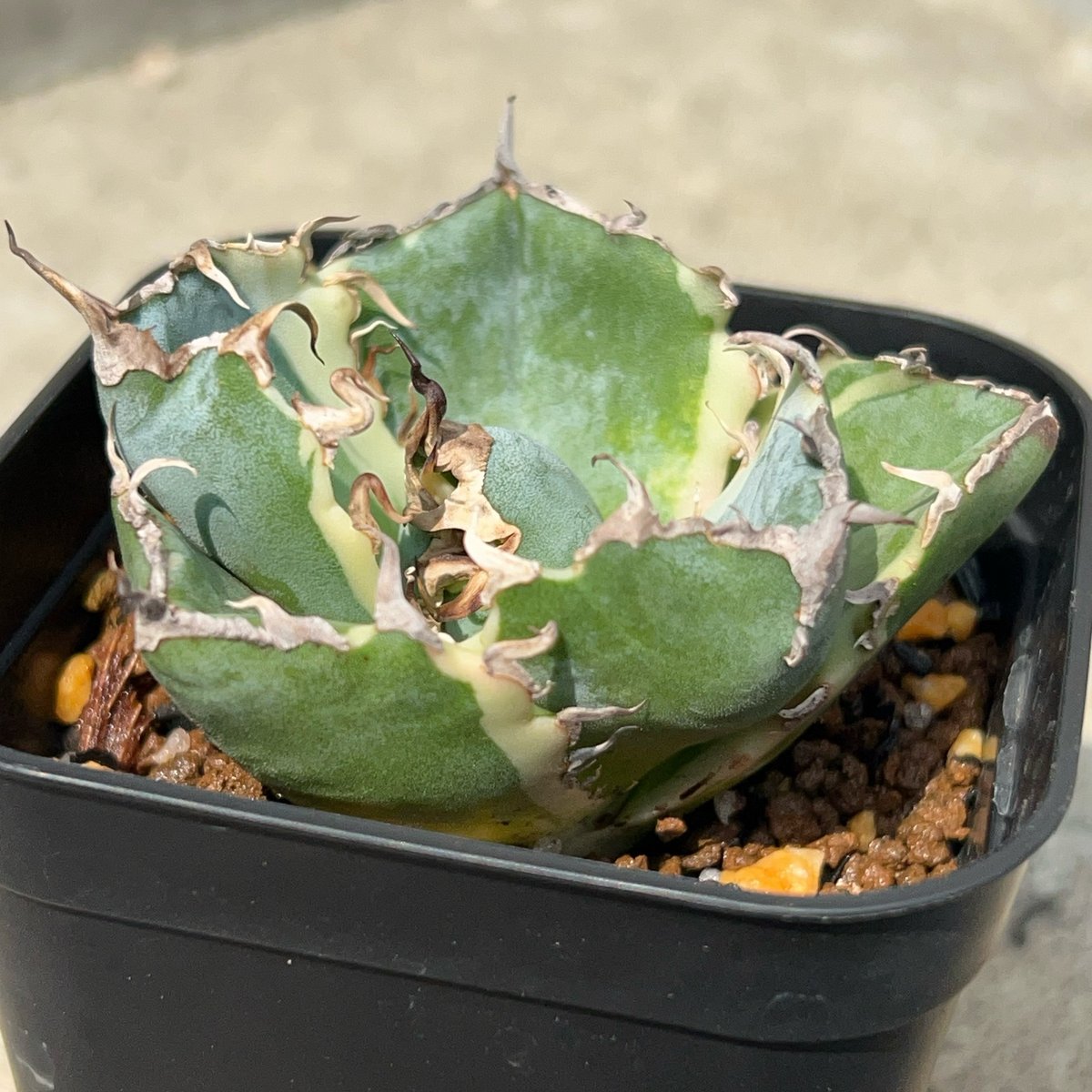 アガベ チタノタ 白鯨錦 白覆輪錦 Agave titanota 'White Whale'