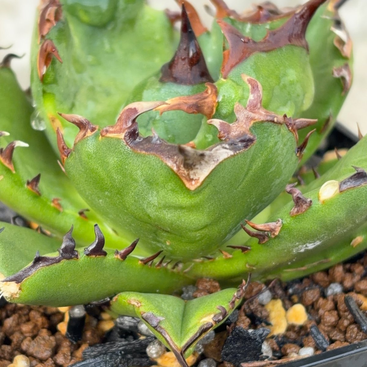 アガベ チタノタ翼竜 Agave titanota Pteranodon 鉢付き発送 |