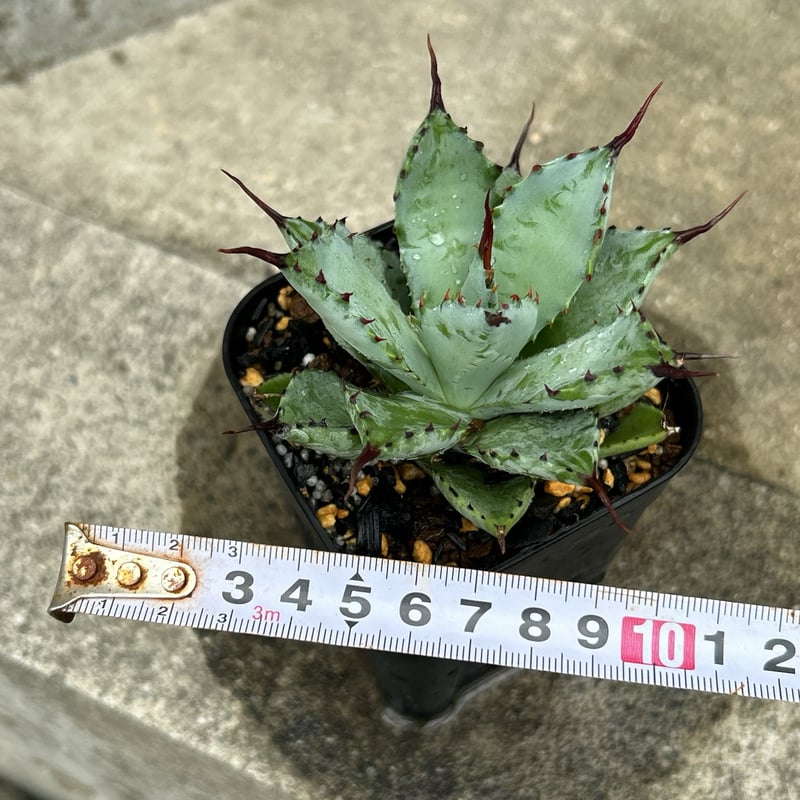 アガベ曲刺八荒雷神 陽炎タイプ 鉢付き発送 | blackmonster plants