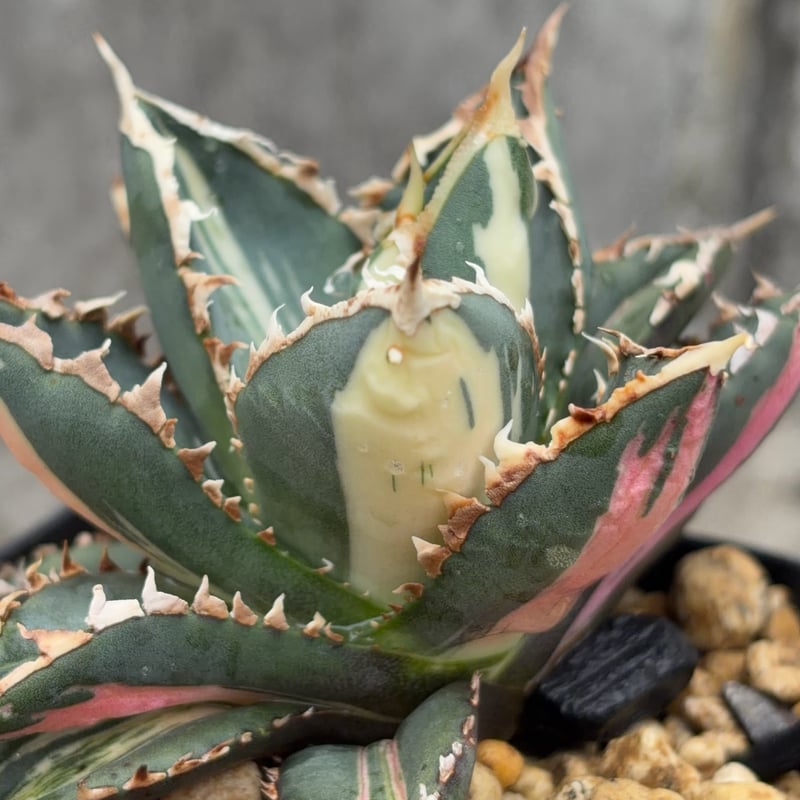 アガベ チタノタ 狼人錦 中斑錦 Agave titanota were wolf White