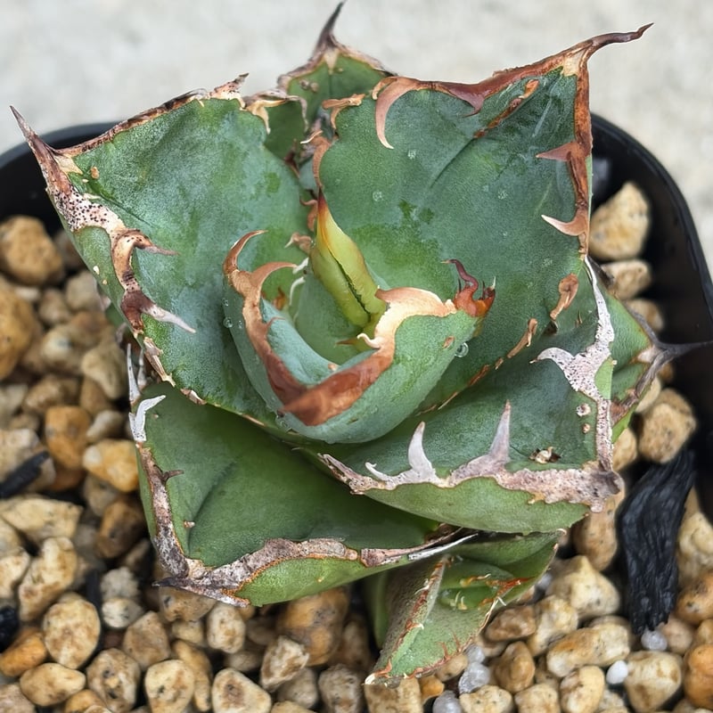 アガベチタノタ地勇星 子株付き Agave titanota “Chiyuusei” 鉢付き