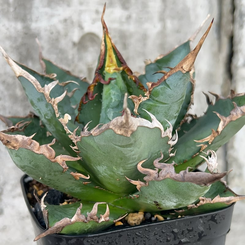 アガベ チタノタ 海王 鉢付き発送 | blackmonster plants