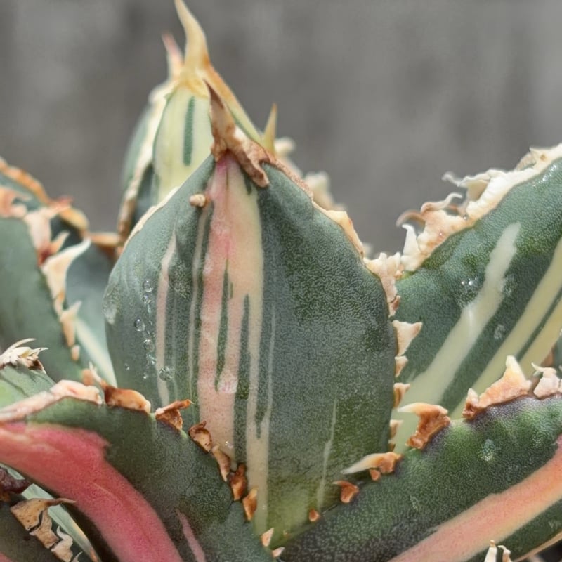 アガベ チタノタ 狼人錦 中斑錦 Agave titanota were wolf White