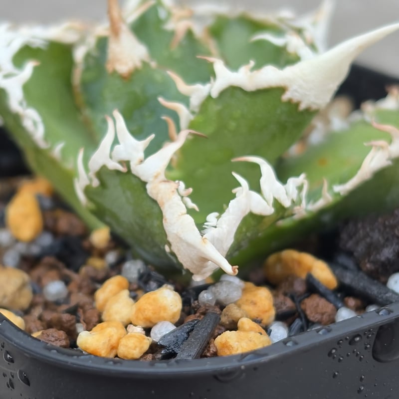 アガベチタノタ白豪棘 Agave titanota White Fierce Spines鉢付