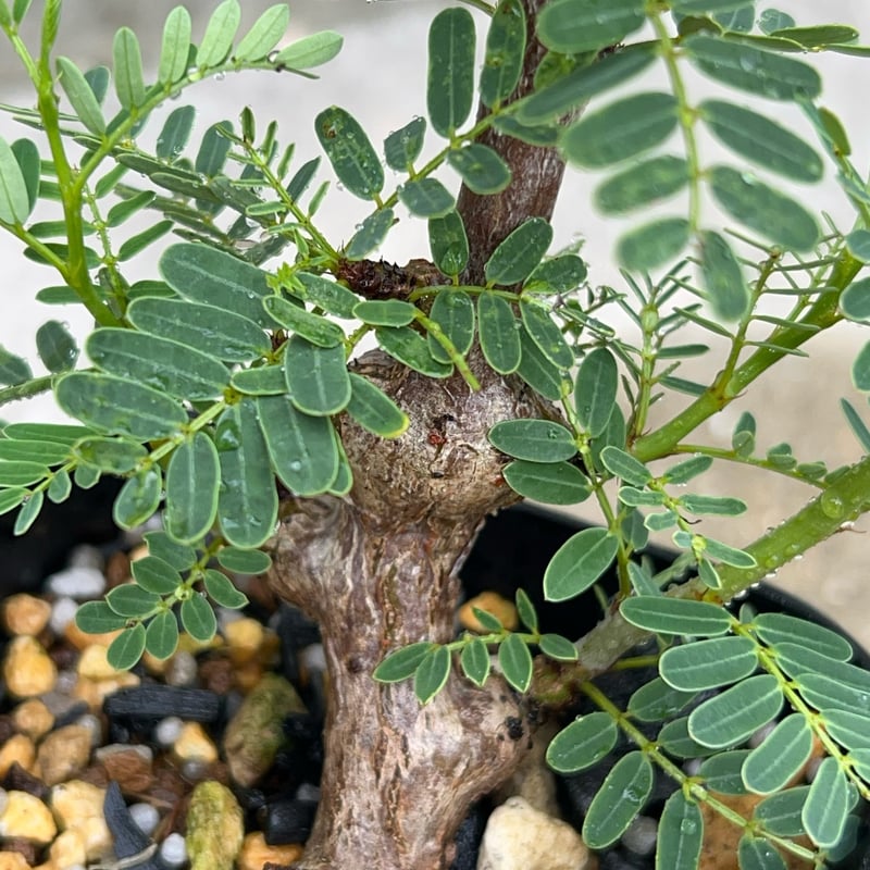 BMP産）センナメリディオナリス 鉢付き発送 | blackmonster plants
