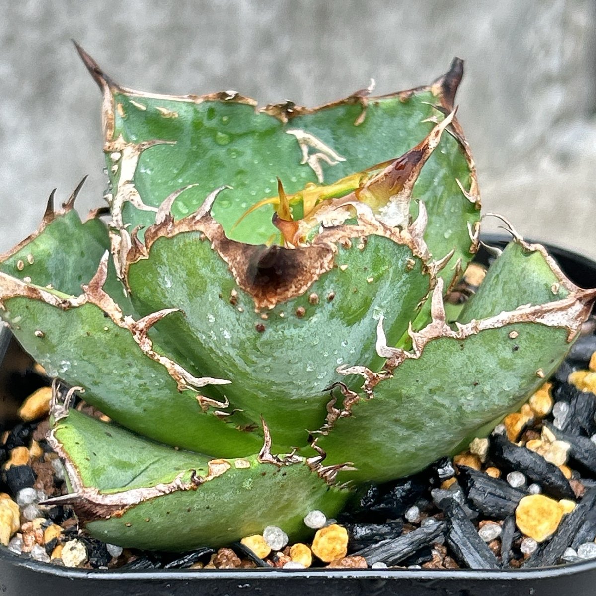 アガベ チタノタ 星空 Agave titanota starry sky 鉢付き発送 |