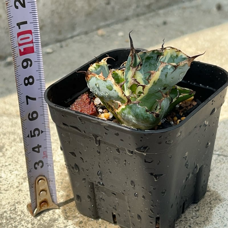 アガベ_ブラック&ブルー　白覆輪 アガベ チタノタ ブラックアンドブルー 錦 白覆輪錦 Agave