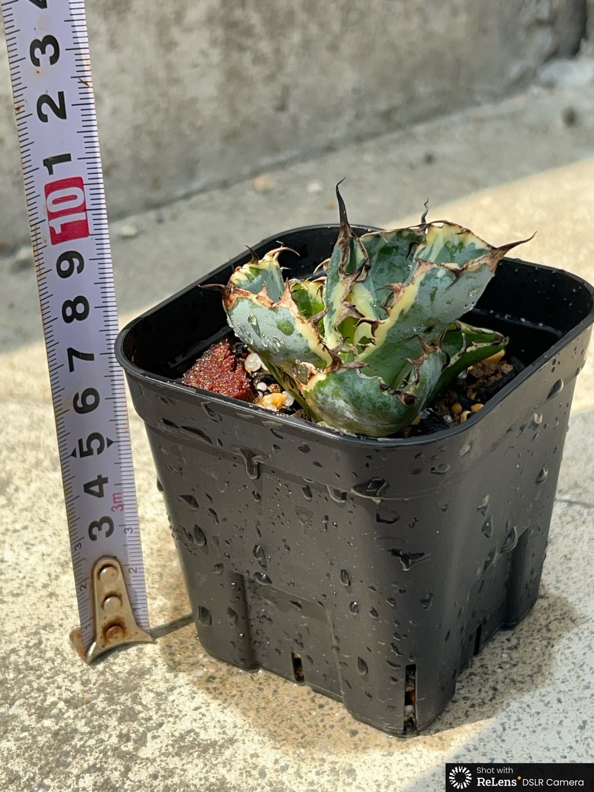 ナタデここな　ブルー実生➕BB錦 B:MING by BEAMS（ビーミング by ビームス）patagonia / キッズ