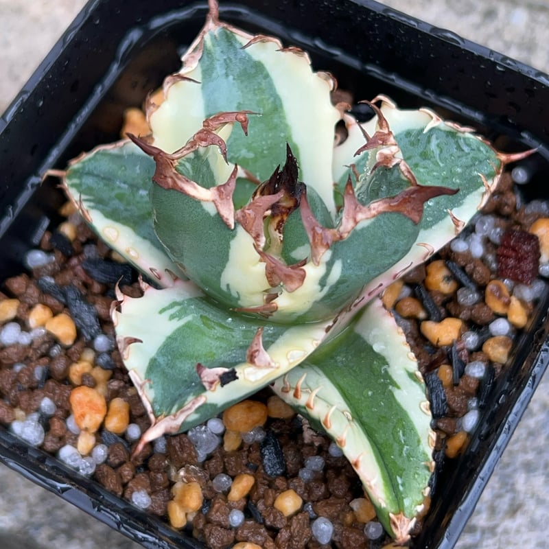 アガベ チタノタニシキ Agave Titanota Dennis003 Caesar凱撒【SOLD OUT】 みんな大好き