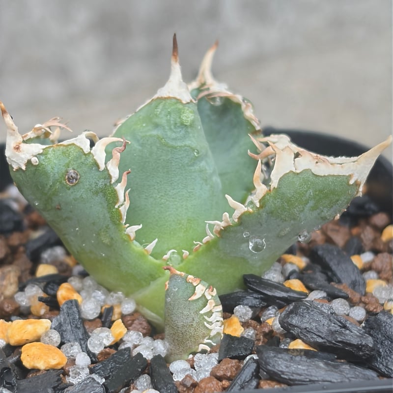 アガベ チタノタ 白豪棘 子株3付き Agave titanota byakugoushi鉢