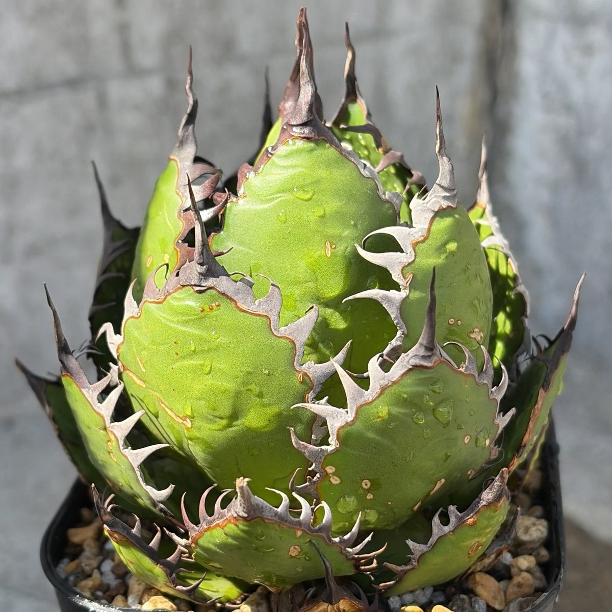 アガベ ホリダ Agave horrida 鉢付き発送 | blackmonster pla