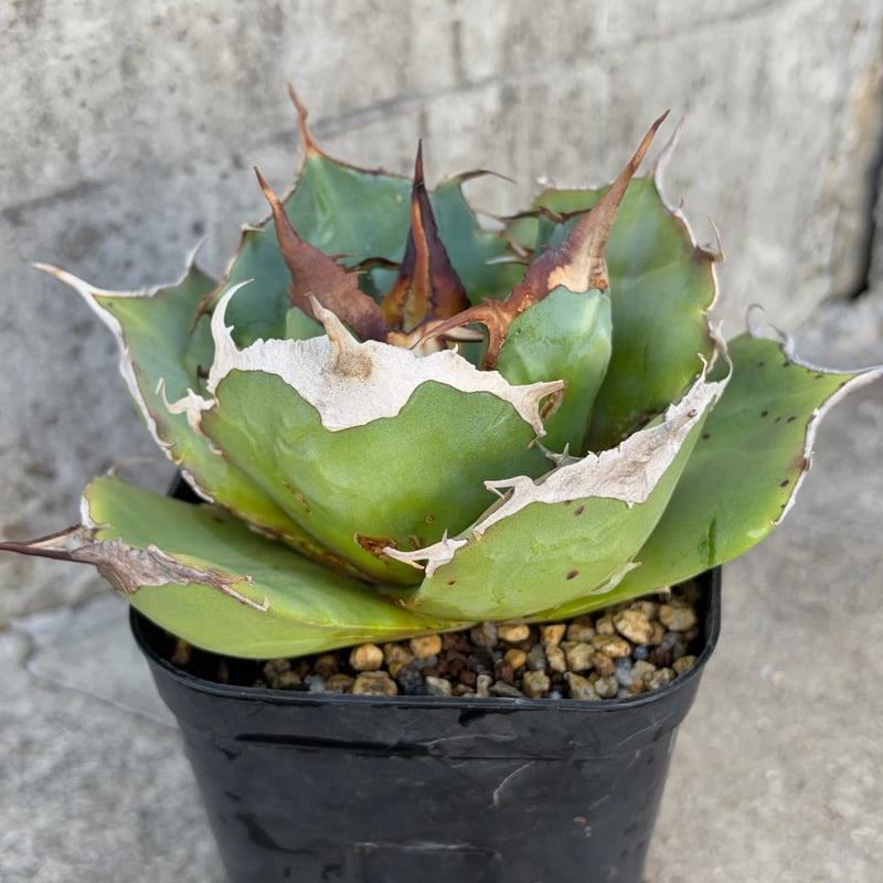 アガベチタノタ黒豹 Agave titanota 'Black Panther' 鉢付き発送