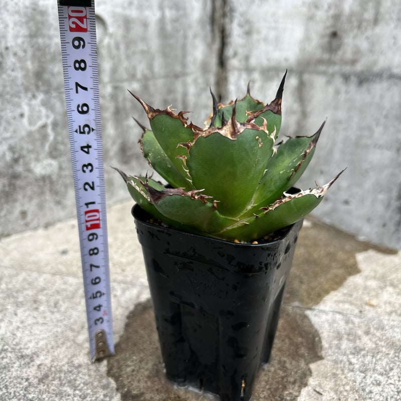 アガベ　チタノタ　鯊魚剣　シャークソード　大株 アガベ チタノタ シャークソード 