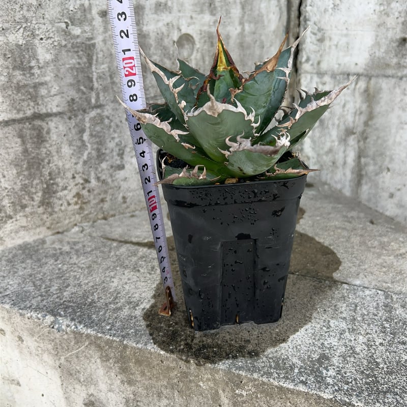 アガベ チタノタ 海王 鉢付き発送 | blackmonster plants