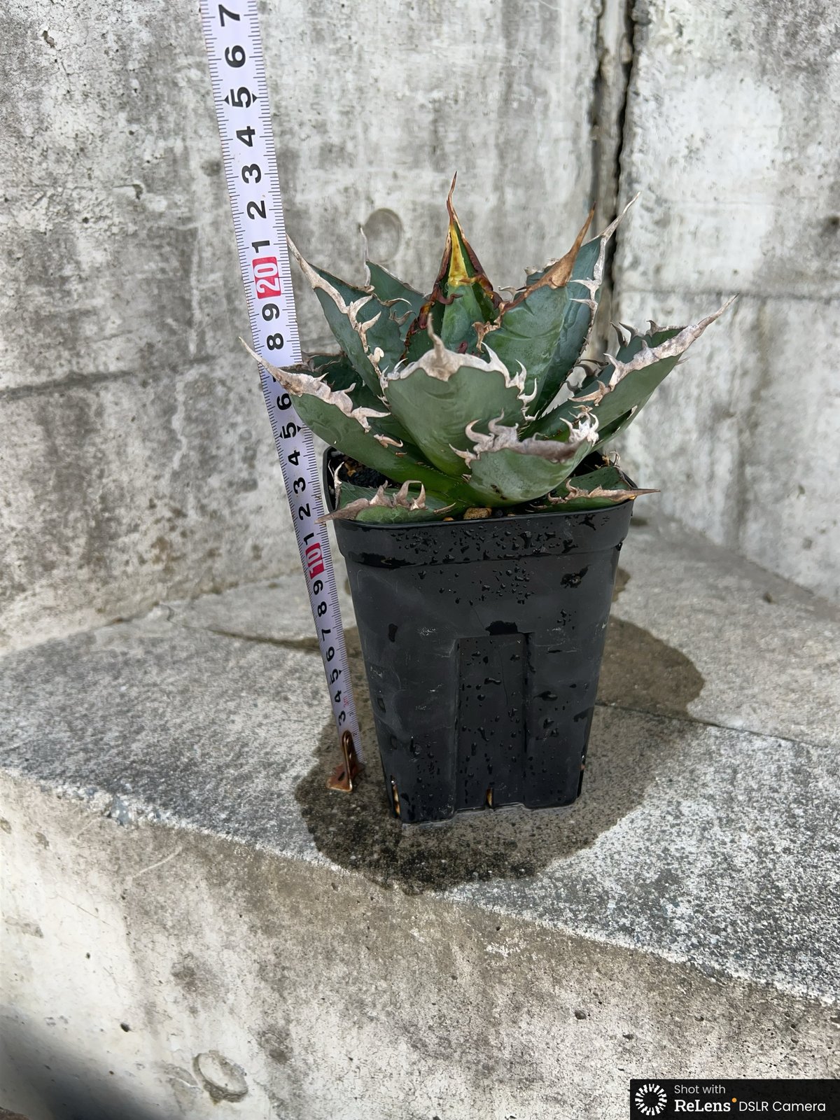アガベ 中型 黒鉢 海王 チタノタ アガベ チタノタ 海王 鉢付き発送 | blackmonster plants