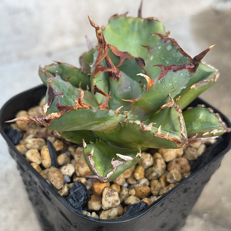 アガベチタノタ海豹 陽炎 鉢付き発送 | blackmonster plants