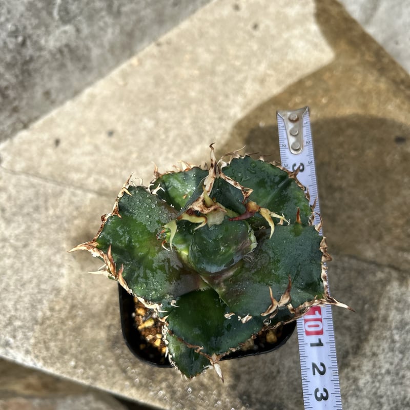アガベチタノタ金剛　現品鉢ごと発送 アガベチタノタ金剛 鉢付き発送 | blackmonster plants