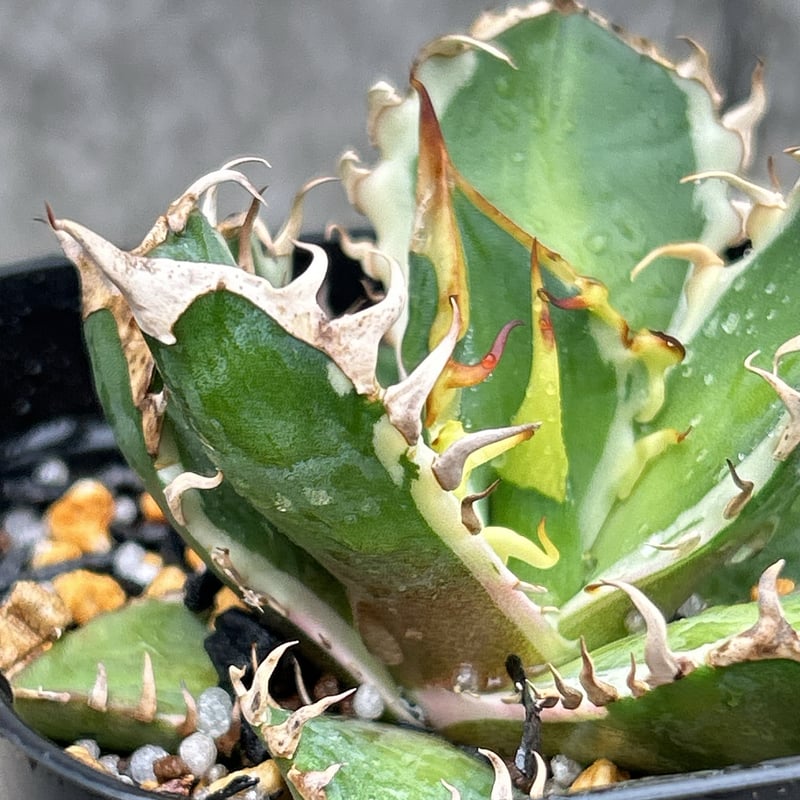 アガベ チタノタ レッドキャットウィーズル錦 地獄猫 赤猫錦 白覆輪斑