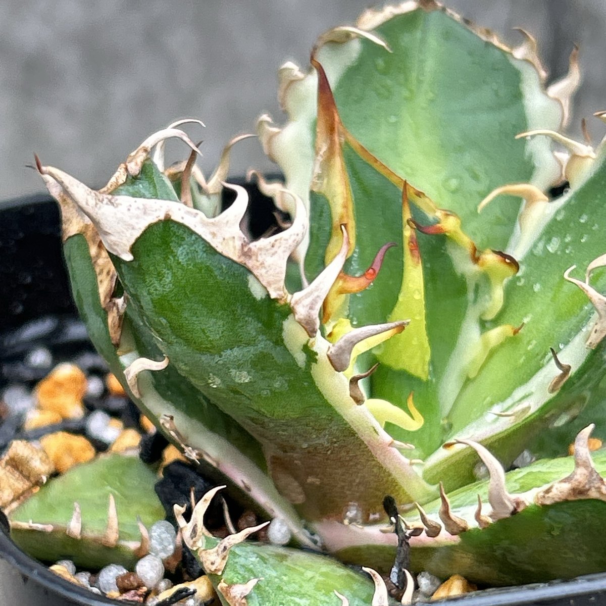 アガベ チタノタ レッドキャットウィーズル錦 地獄猫 赤猫錦 白覆輪斑