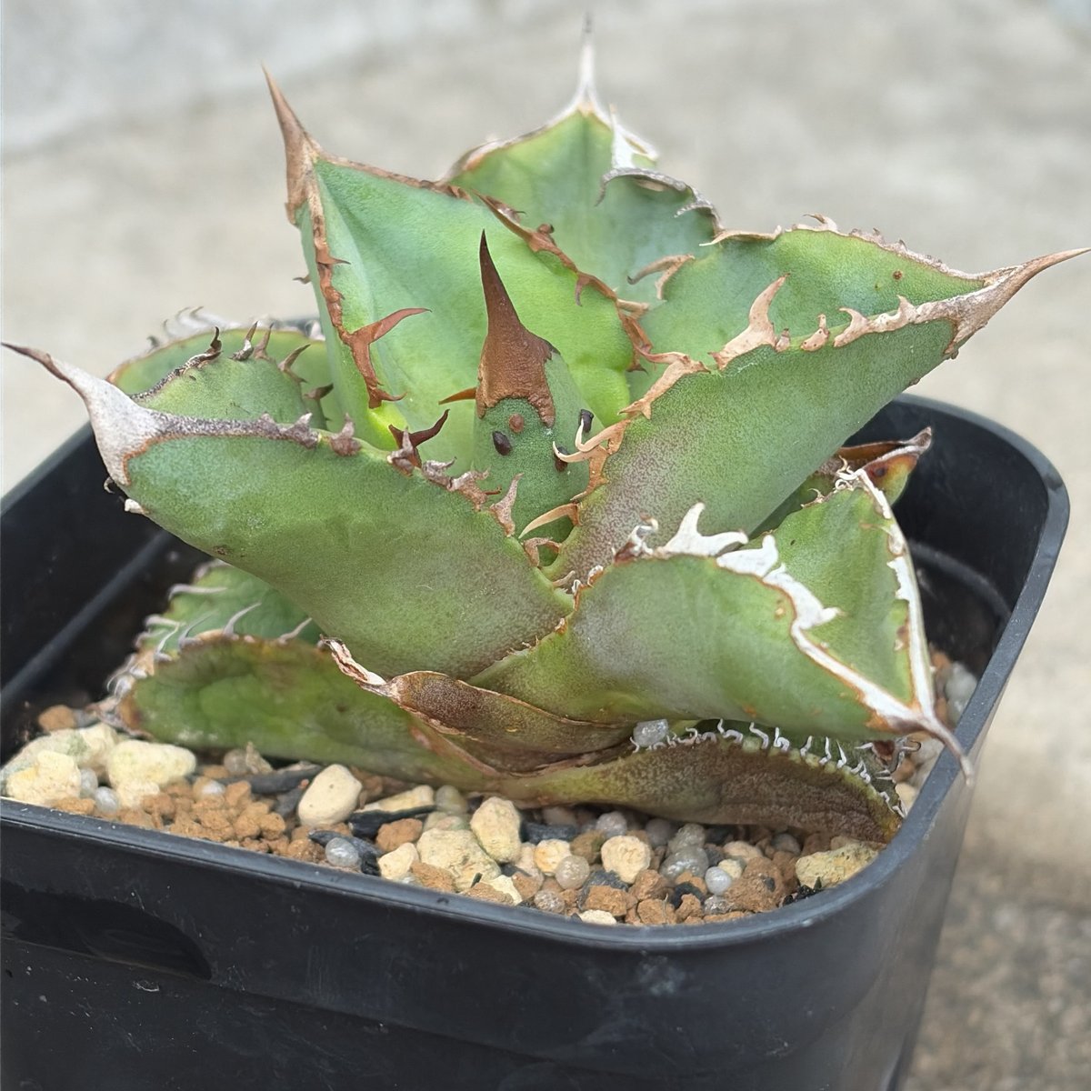 c*o様 アガベ チタノタ 星空 OC株 Starry sky 大株 c*o様 アガベ