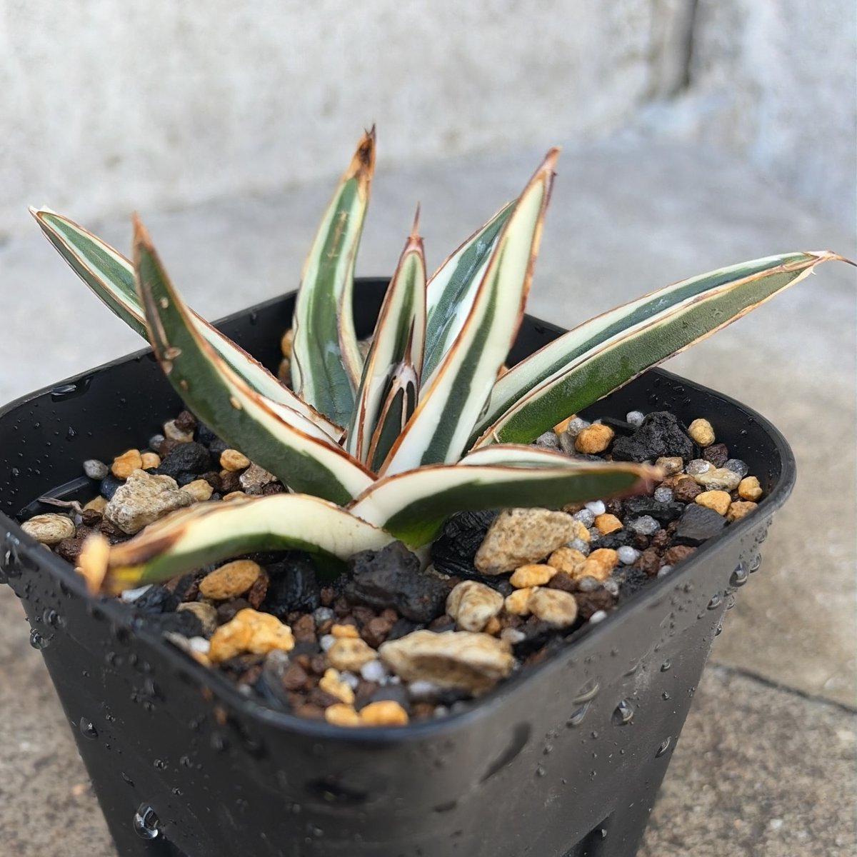 アガベ Agave victoriae-reginae 'Hyouzan' 258 アガベ 笹の雪 氷山 白覆輪種 Agave victoriae-reginae 'Hyouza
