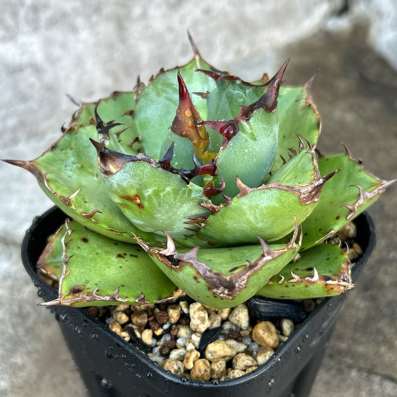 BMP産）アガベ オテロイ Agave oteroi 選抜BMP04 鉢付き発送 | bl
